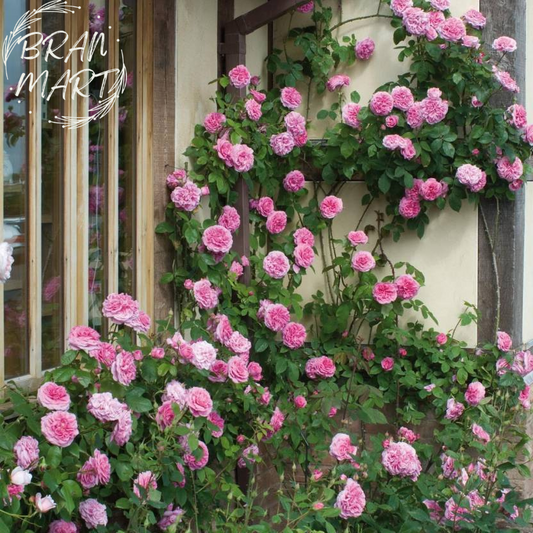 Climbing Rose Flower Seeds 🌹