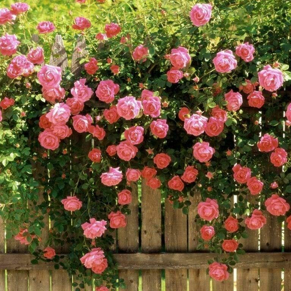 Climbing Rose Flower Seeds 🌹