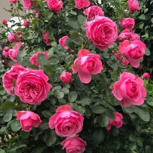 Climbing Rose Flower Seeds 🌹