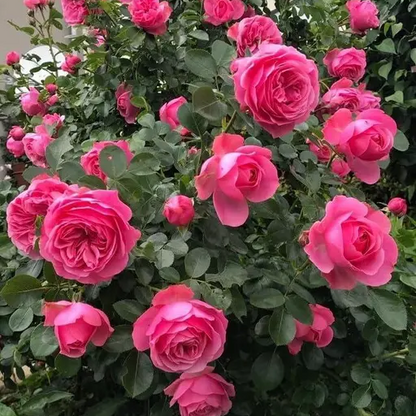 Climbing Rose Flower Seeds 🌹