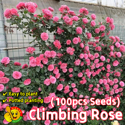 Climbing Rose Flower Seeds 🌹